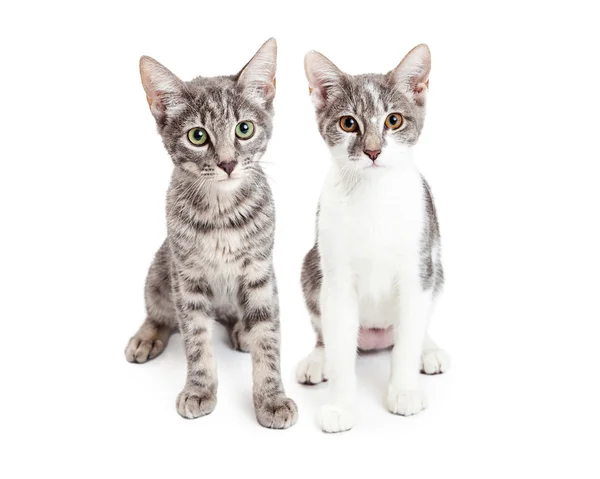 Grey domestic shorthair kittens — Stock Photo, Image