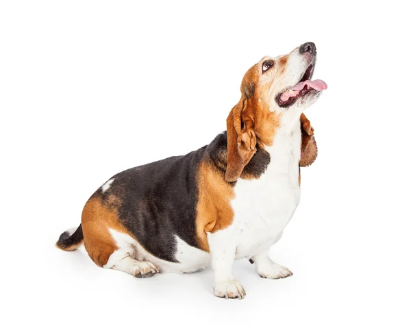 Perro Basset Hound muy atento — Foto de Stock