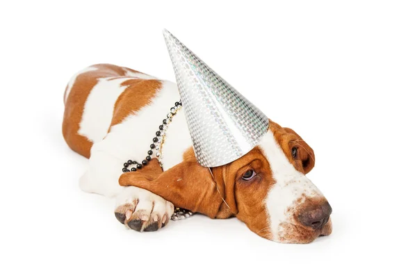 Basset Λαγωνικός σκύλος στο κόμμα καπέλο — Φωτογραφία Αρχείου