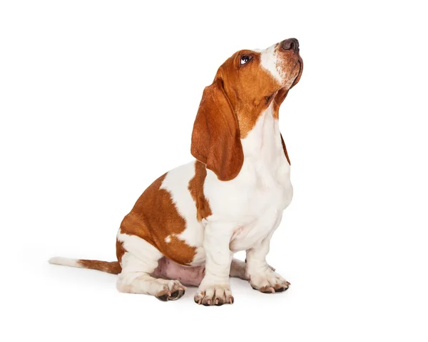 Basset cane cucciolo di cane — Foto Stock