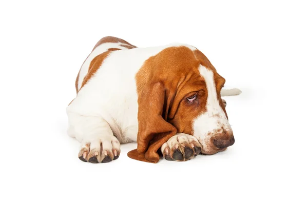 Basset Hound Dog patrząc senny — Zdjęcie stockowe