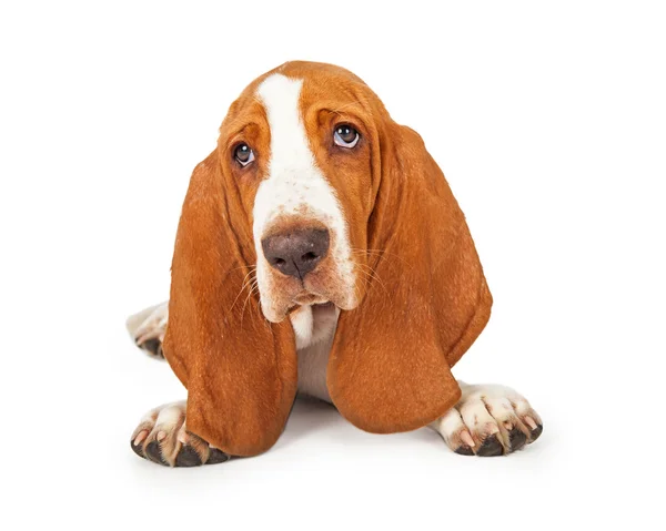 大きな耳を持つバセットハウンド子犬 — ストック写真