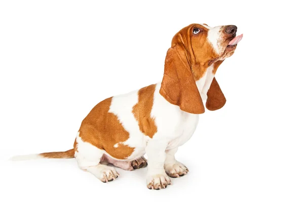 Chien de chien de chasse Basset collant sa langue — Photo