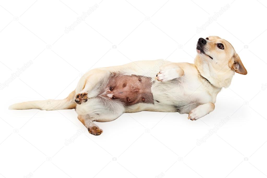 Can A Neutered Dog Still Knot