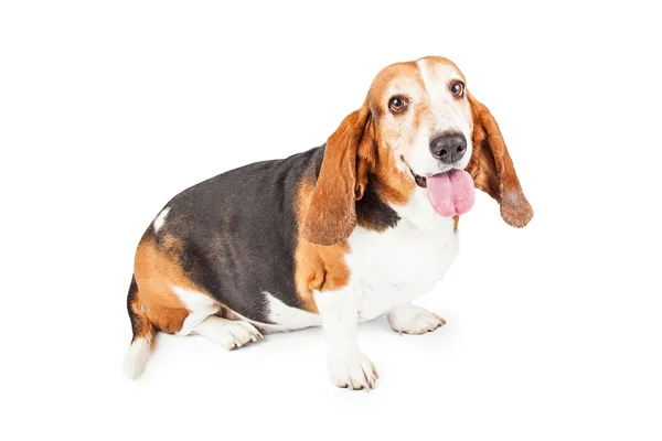 Glücklicher Basset-Jagdhund — Stockfoto