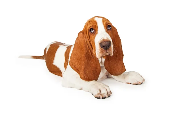 Zmęczony patrząc szczeniak Basset Hound — Zdjęcie stockowe