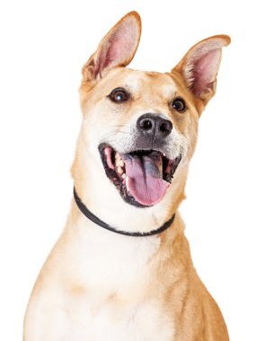 açık ağız ile köpek