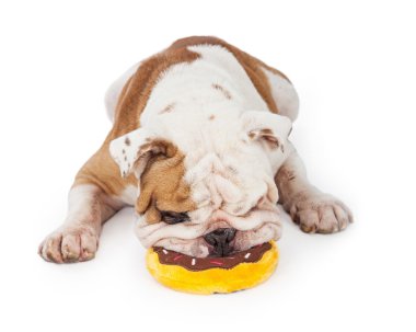Bulldog çiğneme peluş oyuncak