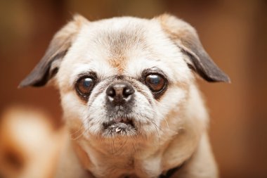 Pug ve fino karışık doğurmak köpek