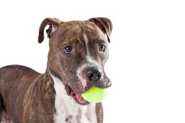 Staffordshire boğa korkunç köpek topu ile