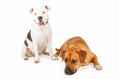 Amerikan Staffordshire ve karışık doğurmak köpek