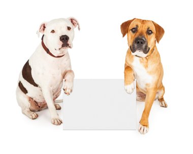 Boş beyaz işareti tutarak köpekler