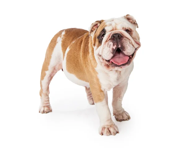 Imádnivaló és boldog Bulldog — Stock Fotó