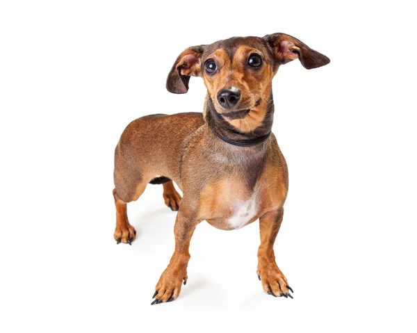 Perro de raza mixta Dachshund —  Fotos de Stock