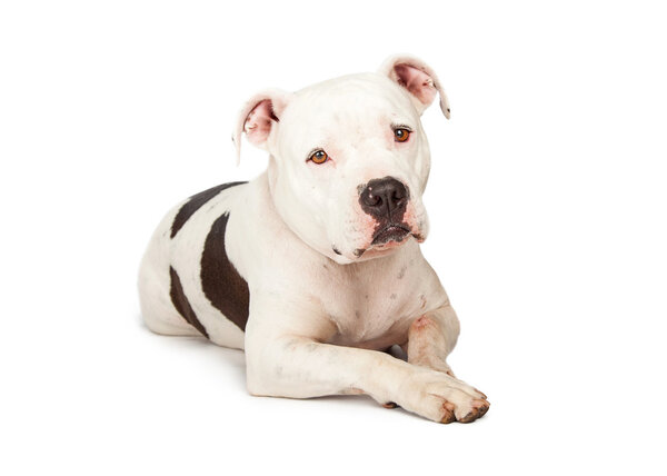 Pit Bull breed dog laying down