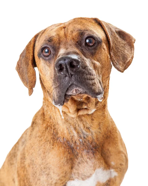 Pit Bull and Boxer mixed breed dog — Stock Photo, Image