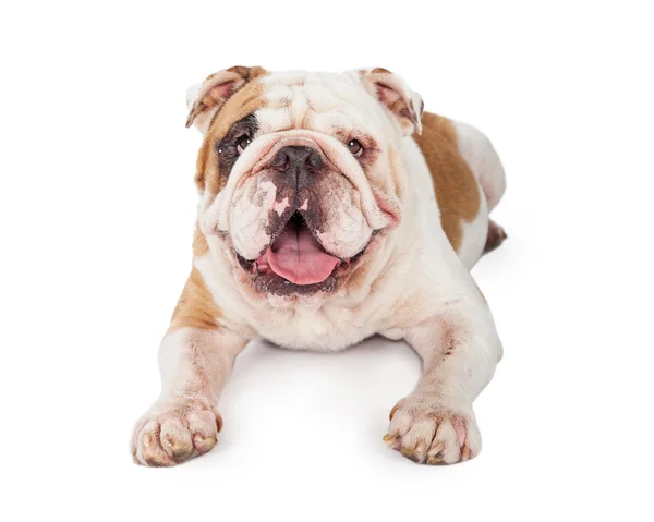 Bulldog laying with outstretched paws — Stock Photo, Image