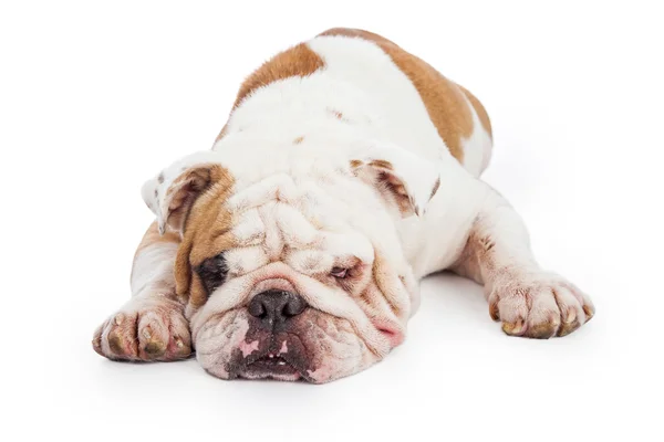 Bulldog bonito e cansado — Fotografia de Stock