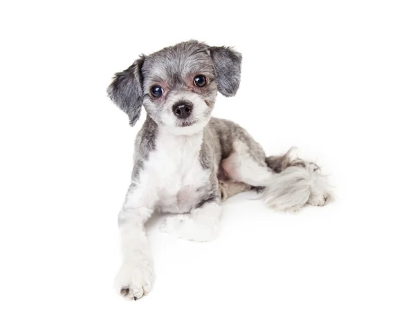 Прелестная маленькая серая собака — стоковое фото