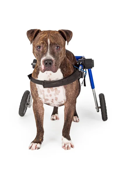 Staffordshire Bull Terrier Chien handicapé — Photo