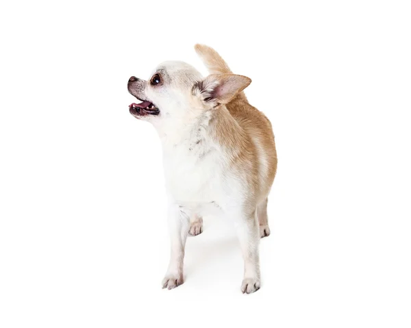 Chihuahua rashond — Stockfoto