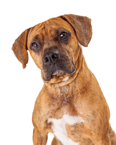 Boxer e Pit Bull cane di razza mista — Foto Stock