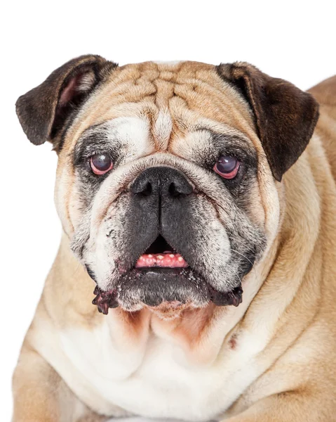 Bulldog olhando para a câmera — Fotografia de Stock