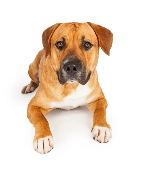 Велика змішана порода собак кладка — стокове фото