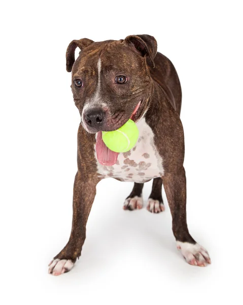 Staffordshire Dog carrying tennis ball — Stock Photo, Image