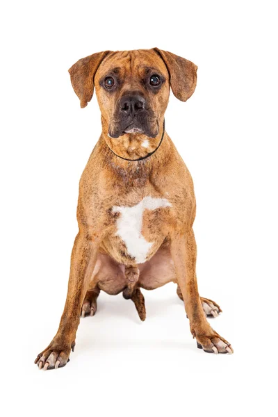 Attentive large Mixed Breed Dog — Stock Photo, Image