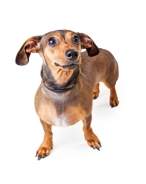 ダックスフント犬を見て怖がってください。 — ストック写真