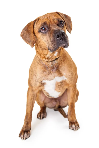 Mixed Raça cão sentado olhando para cima — Fotografia de Stock