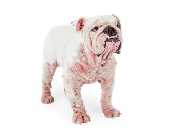 Grote witte Bulldog — Stockfoto