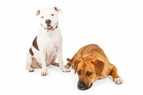 Amerikanischer Staffordshire und Mischlingshund — Stockfoto