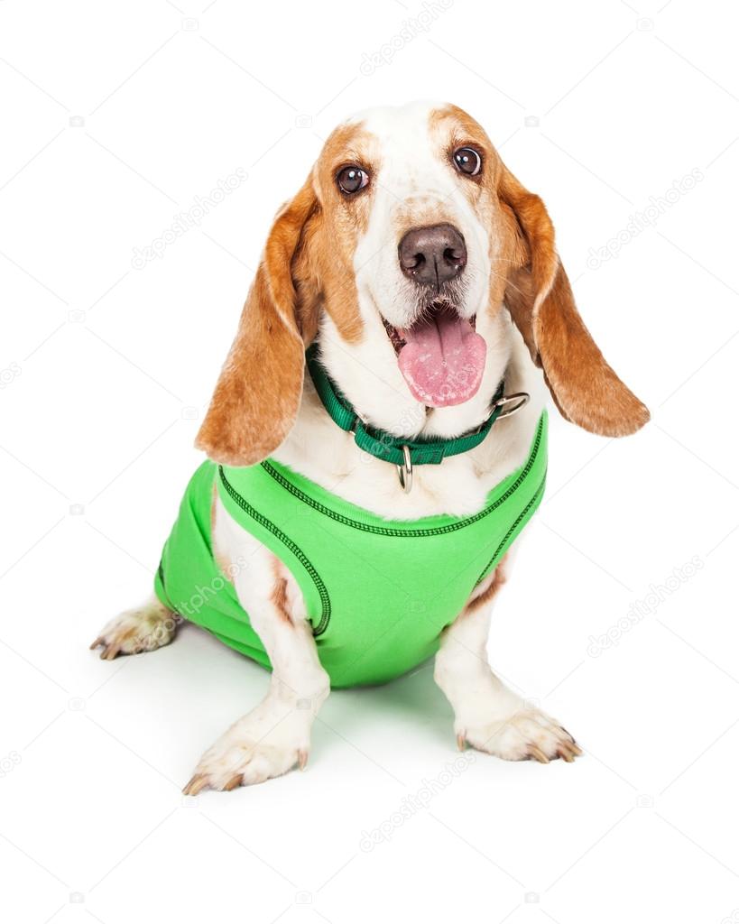 Dog wearing green shirt and collar — Stock Photo © adogslifephoto