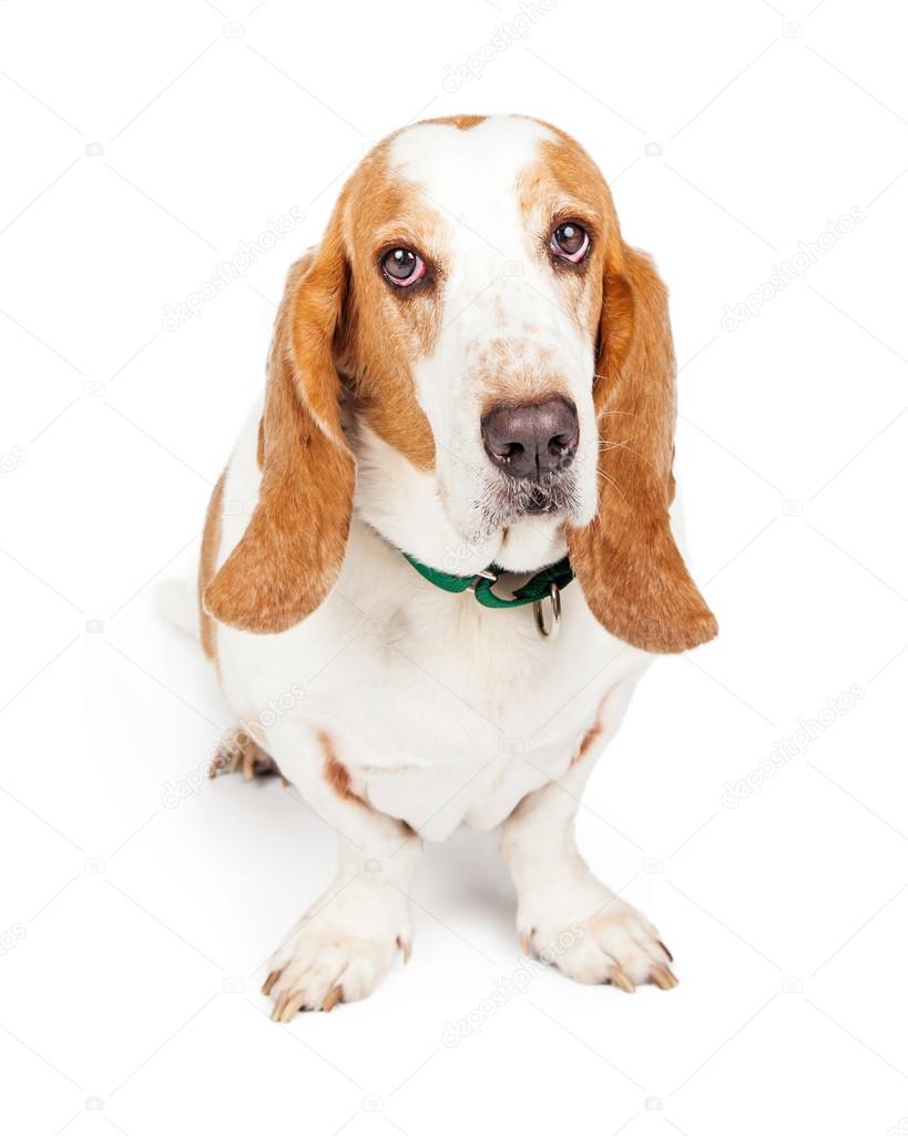 Basset Hound dog