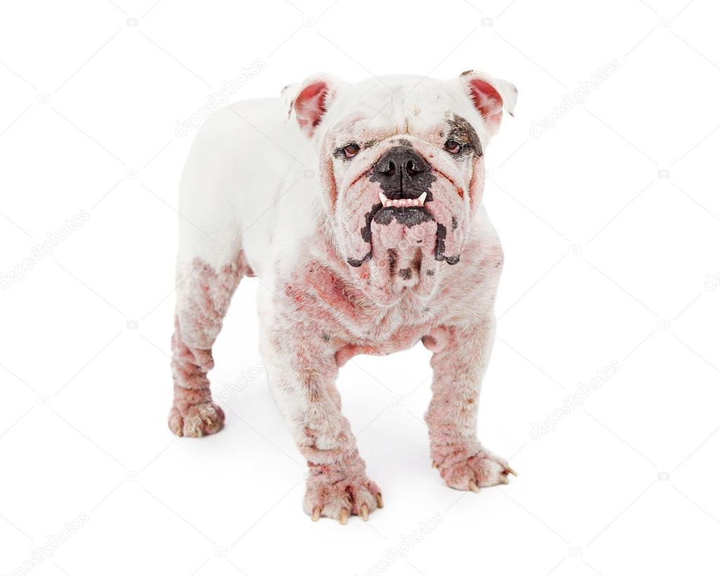 Bulldog with demodectic mange