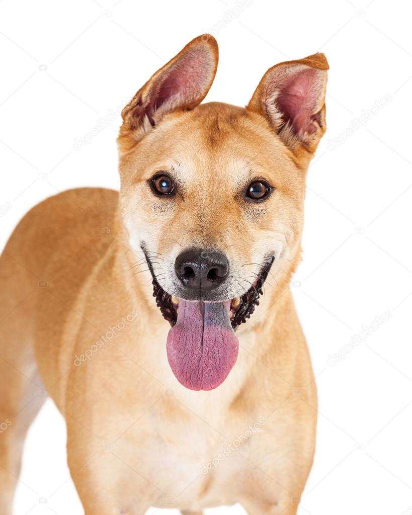 Large Mixed Breed Dog — Stock Photo © adogslifephoto 80442628