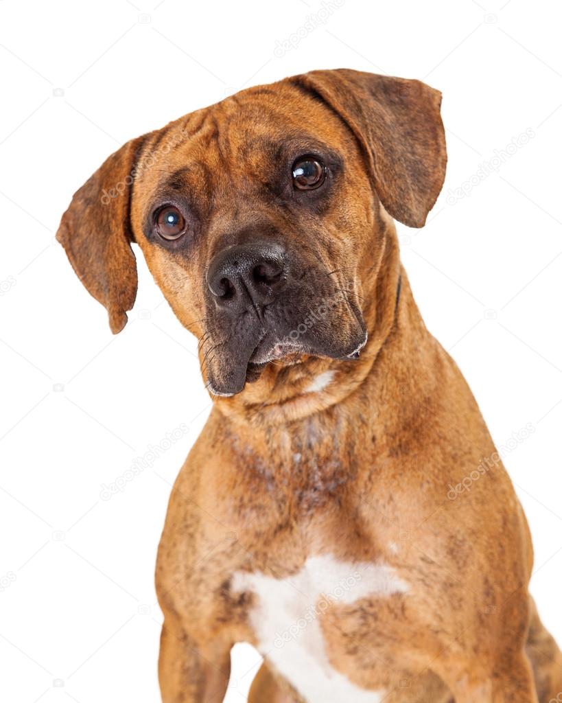 Boxer and Pit Bull mixed breed dog