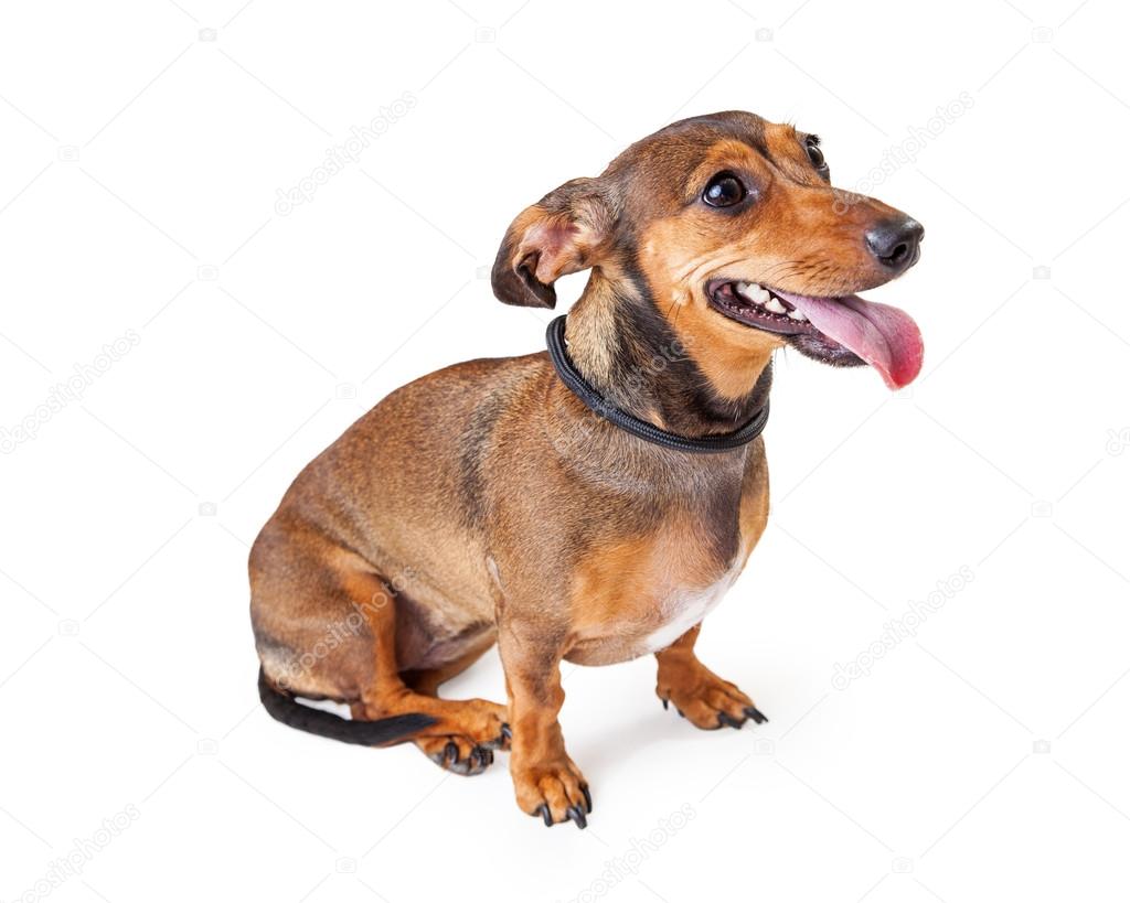 Dachshund Mix Breeds