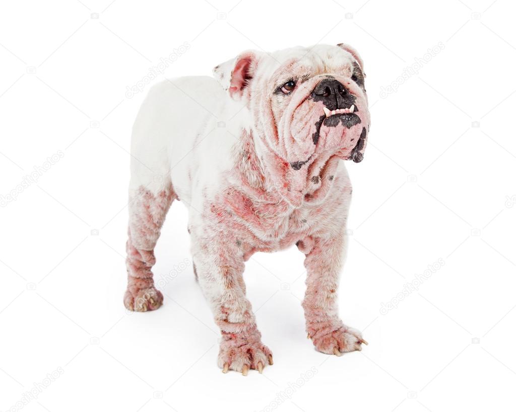 large white Bulldog