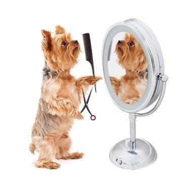 Yorkshire Terrier köpek ayakta ayna önünde