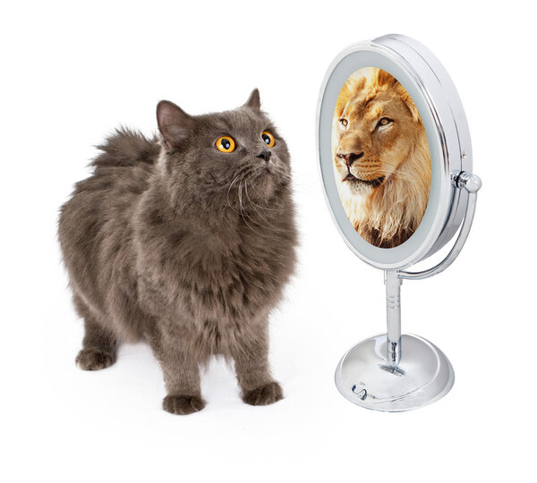cat looking into mirror and seeing lion