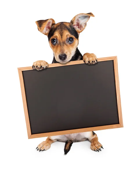 Čivava štěně drží prázdné křídové desky — Stock fotografie
