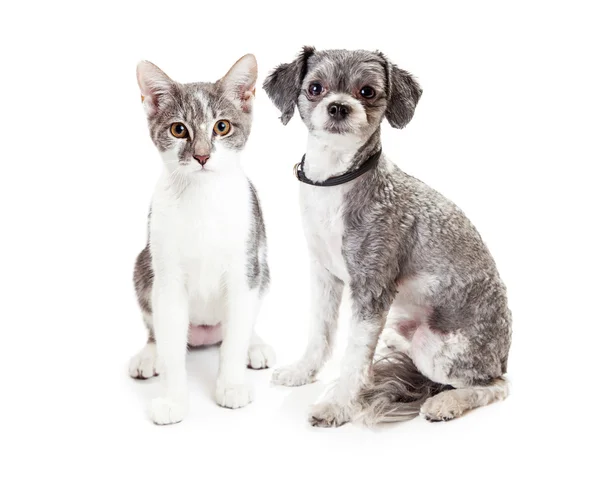 雑種犬とグレーと白の子猫 — ストック写真