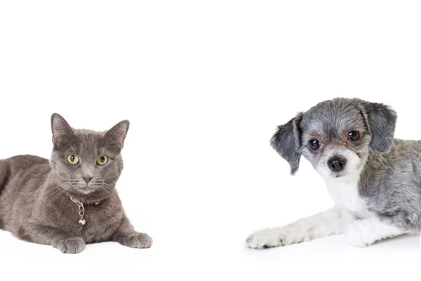 Mixed breed dog and grey cat — Stock Photo, Image