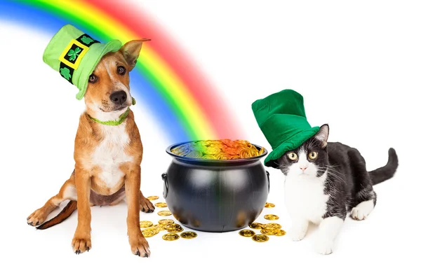 Katze und Hund mit irischen St. Patrick 's Day Hüten — Stockfoto