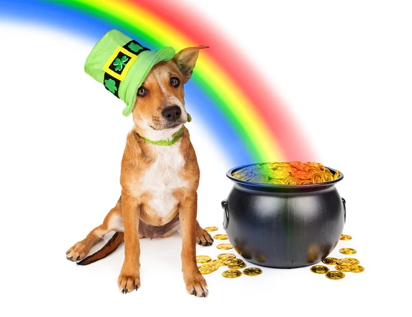 Cachorro en irlandés St. Patrick 's Day sombrero — Foto de Stock