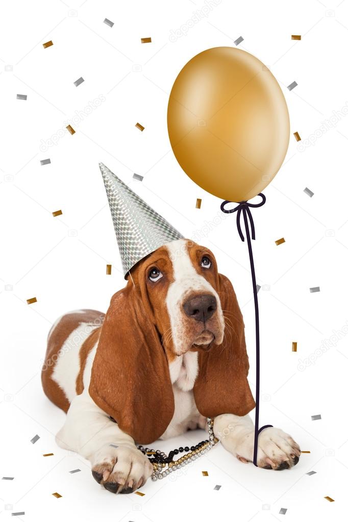 Petit Chien Joyeux Anniversaire Images Libres De Droit Photos De Petit Chien Joyeux Anniversaire Depositphotos Petit Chien Joyeux Anniversaire Images Libres De Droit Photos De Petit Chien Joyeux Anniversaire Depositphotos