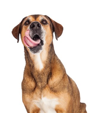 Large Dog Licking Lips clipart